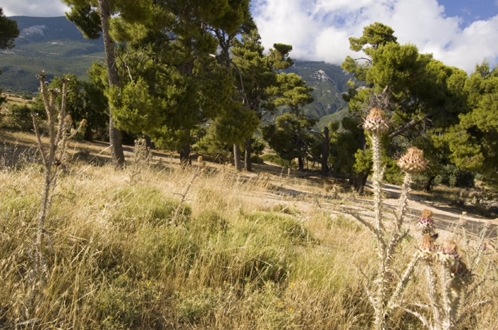 11_Kefalonia 2009 - Mon Sission Erdbebenruine 1953 -  27_DSC_5839