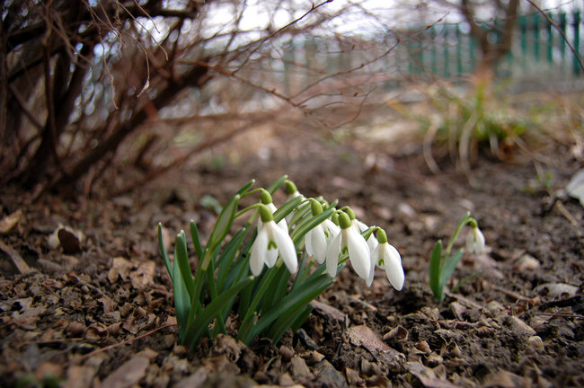 02_Schneegloeckchen_650