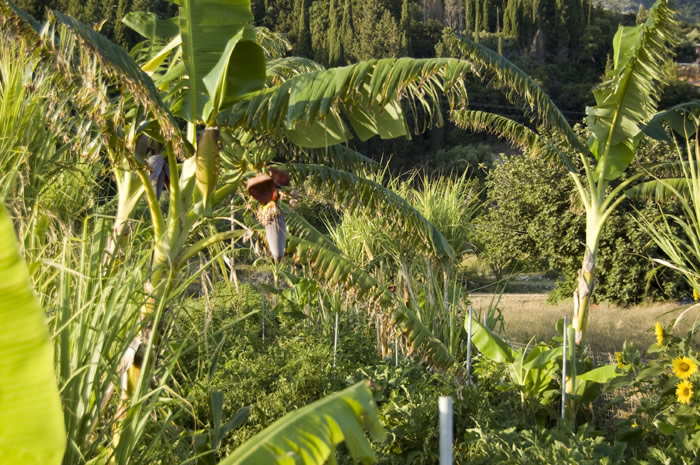 59_Lourdata - Bauern-Gemuesegaerten  - 15_DSC_6144