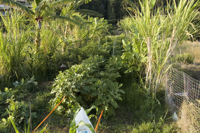 59_Lourdata - Bauern-Gemuesegaerten  - 16_DSC_6145