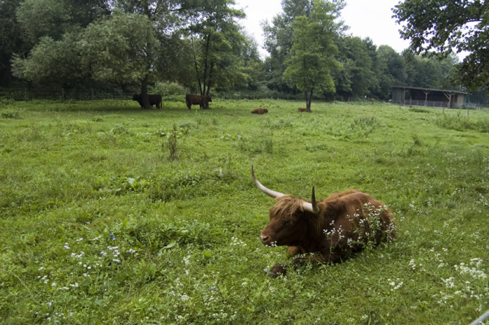 02 Wanderung nach Lanzenkirchen - vorbei an erstaunten Rindviecher -  01_DSC_6367