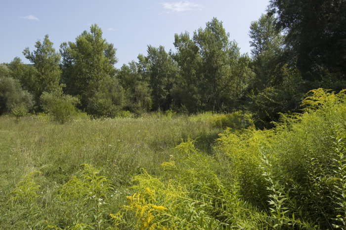 05 Wanderung nach Lanzenkirchen - Erlebnisse in der Leithaau -  09_DSC_6384